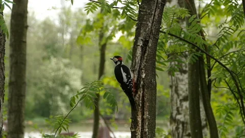 Red woodpecker sitting on a tree Stock Footage 149245173