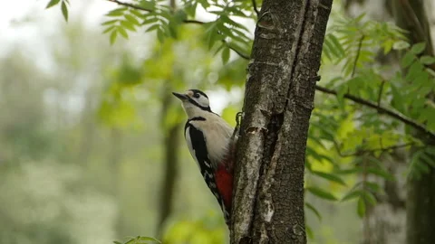 Red woodpecker on a tree Stock Footage 136548998