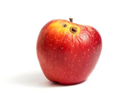 Red worm apple with two rot holes on a white background Stock Photos
