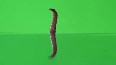 Red worm attacking with water reflection. Chroma key for horror halloween VFX Stock Footage 136852689