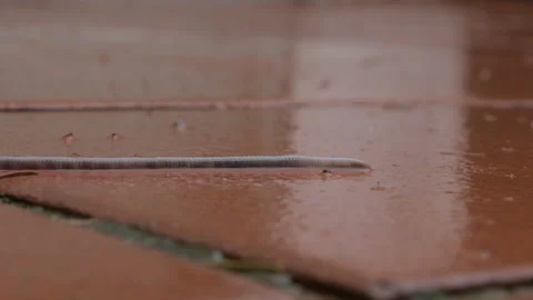 Red worm crawling on wet tiles after rain, accelerated shooting, slime, close-up Video stock 237386261