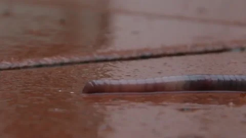 A red worm crawls on a wet tile after a rain, close-up. Stock Footage 237386432