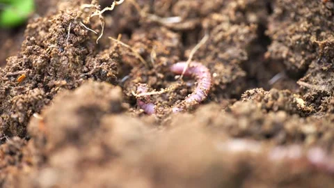 Vermiculture Archiv-Video Footage, Royalty-free Vermiculture Videos