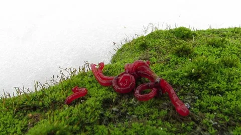 Red worms close-up beautifully Stock Footage 149182716