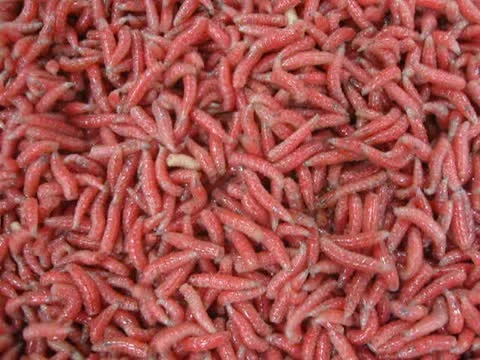 Red worms, helminth (maggot) closeup, random movement, exotic organic food. Stock Footage