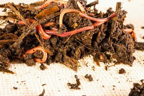Red worms. Stock Photos
