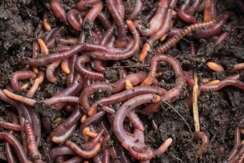 Red worms Stock Photos