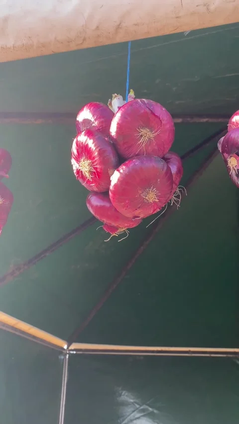 Red Yalta onion close-up 库存影片 183283393