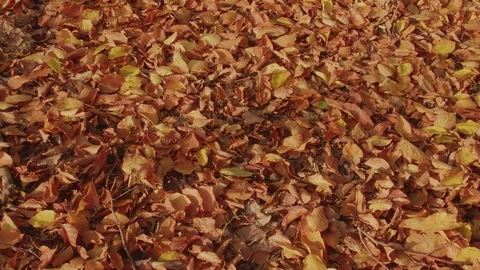 Red Yellow and Brown Beech Leaves on a Forest Floor Stock-Footage 76612330