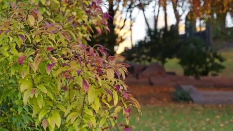Red, yellow and green leafs move in slow motion in a park Stock Footage 289581365