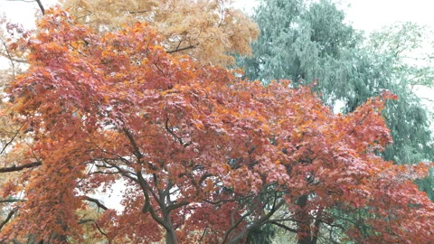 Red, yellow and green trees standing next to each other. Stock Footage 165225580