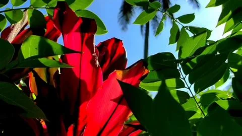 Red yellow and leaf Stock Photos