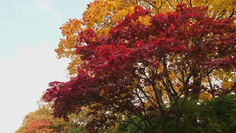 Red, Yellow and Orange Fall Foliage Tree, Vibrant Autumn Colors, Gimbal Shot Vídeos de archivo 241398536