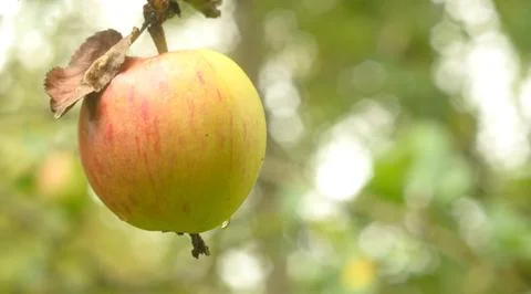 Red yellow apple is hanging on tree branch, copyspace Stock-Fotos