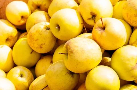 Red, yellow apples in large quantities as a background Foto stock
