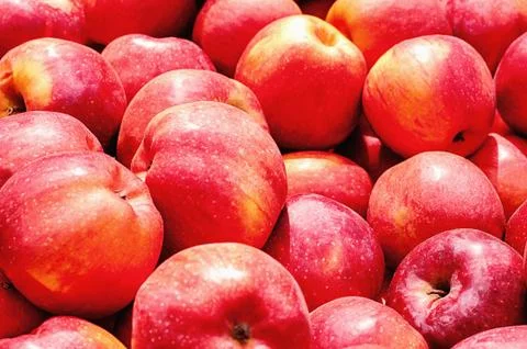 Red, yellow apples in large quantities as a background Stock Photos