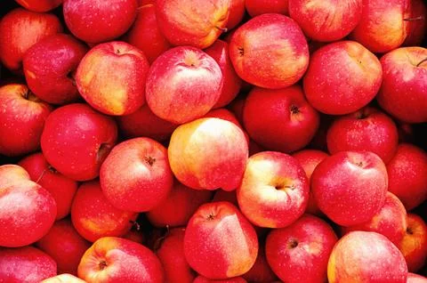 Red, yellow apples in large quantities as a background Stock Photos