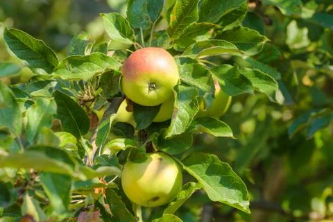 	The red-yellow apples Stock Photos