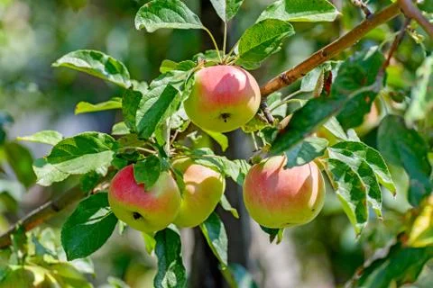 	The red-yellow apples Stock Photos