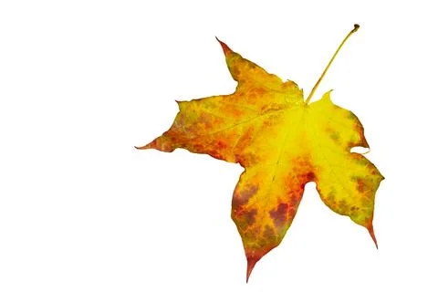 Red yellow autumn maple leaf on white for decoration Stockillustratie