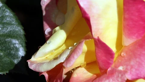 Red yellow bloom rose petals Stock Footage 321001054