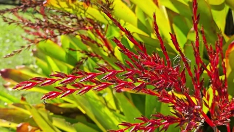 Red yellow bromeliad epiphyte aechmea flower, red bracts and flowers. Stock Footage 304599846
