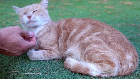 Red, yellow cat. Stock Footage 97180426