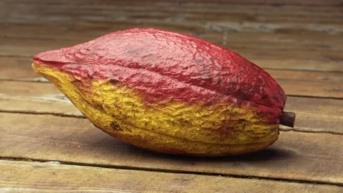 Red yellow cocoa fruit on a rustic wooden table for food and nature themes Stock Footage 290199143