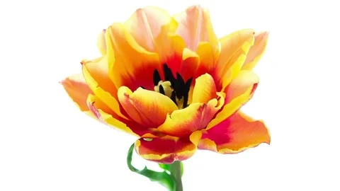 Red yellow double tulip flower blooming timelapse Stock Footage