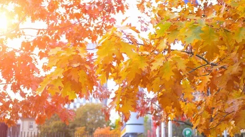 Red Yellow Fall Background Leaves, Autumn Season Nature Landscape Trees Light Stock Footage 88892422