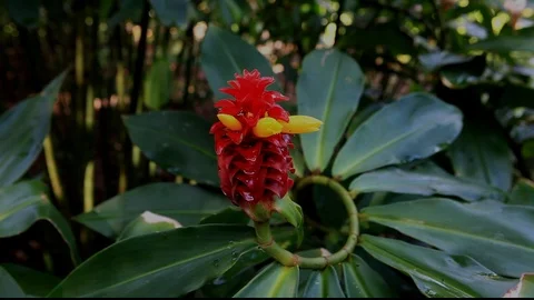 Red Yellow Flower Stock Footage 104275046