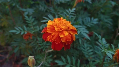 Red - yellow flower swing on the wind Stock Footage 158971574