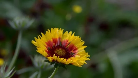 Red-yellow flowers in summer Stock Footage 77743629
