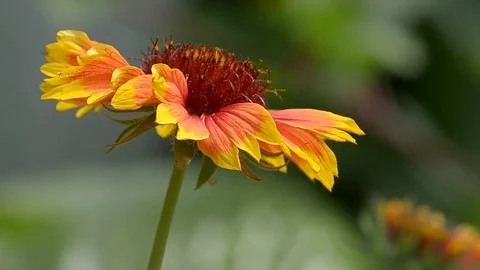 Red-yellow flowers in summer Stock Footage 77743698