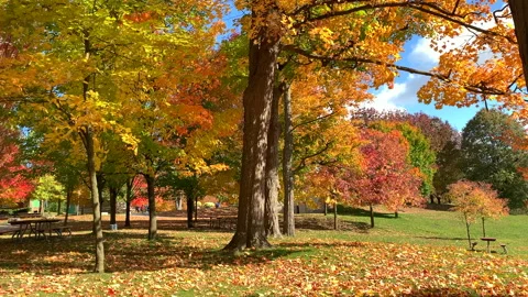 Red Yellow Forest in Fall, Autumn Season Park Nature Orange Foliage, Maple Trees Stock Footage 146816855