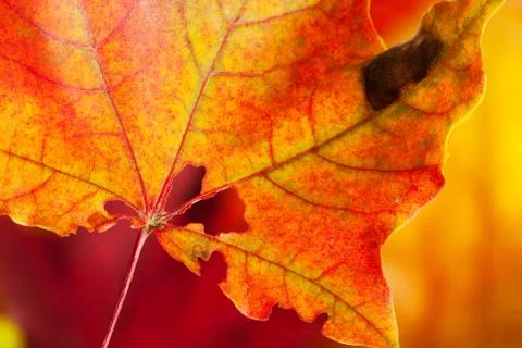 Red-yellow holey maple leaf Stock Photos