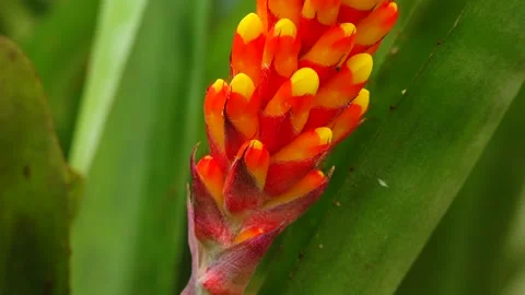 Red-yellow inflorescence of a tropical plant (Aechmea sp.) in a greenhouse. M Stock Footage