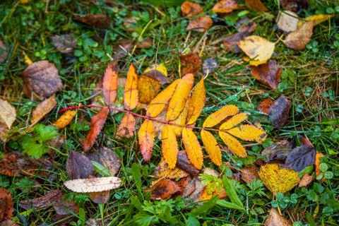 Red-yellow leaf of mountain ash on the grass after rain. Stock Photos