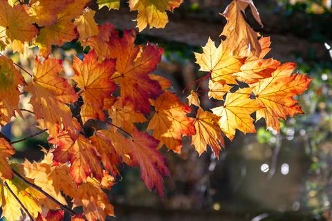 Red-yellow maple leaves on a tree on a sunny day in autumn in the Allentown.. Stock Photos