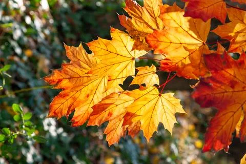 Red-yellow maple leaves on a tree on a sunny day in autumn in the Allentown.. Фото