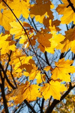 Red-yellow maple leaves on a tree on a sunny day in autumn in the Allentown.. Stock Photos