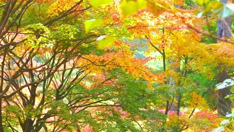 Red, Yellow, Orange, Green, Multi colored autumn leaves swaying in wind Stock Footage 202166128