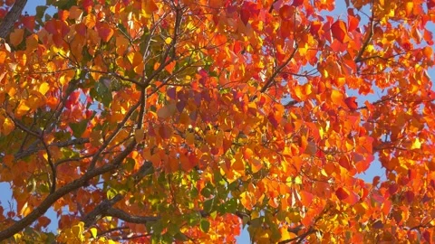 Red, Yellow, Orange, Green, Multi colored , colorful autumn leaves swaying in wi Stock Footage 209849673
