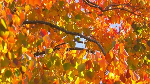 Red, Yellow, Orange, Green, Multi colored , colorful autumn leaves swaying in wi Stock Footage 209853465