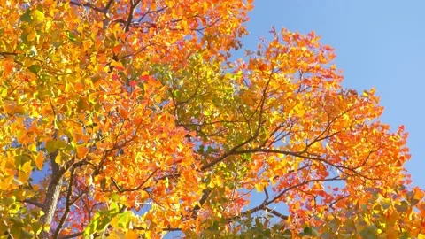 Red, Yellow, Orange, Green, Multi colored , colorful autumn leaves swaying in wi Stock Footage 209861324