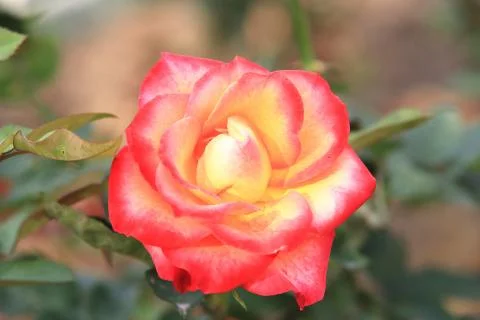Red with yellow rose Stock Photos