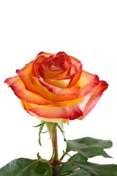 	The red-yellow rose Stock Photos