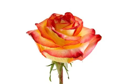 	The red-yellow rose Stock Photos