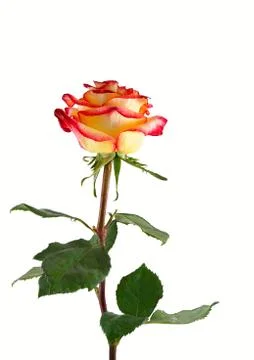 	The red-yellow rose Stock Photos