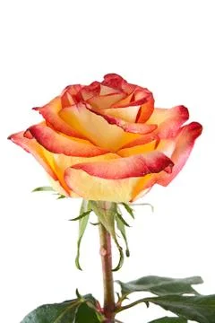 	The red-yellow rose Stock Photos
